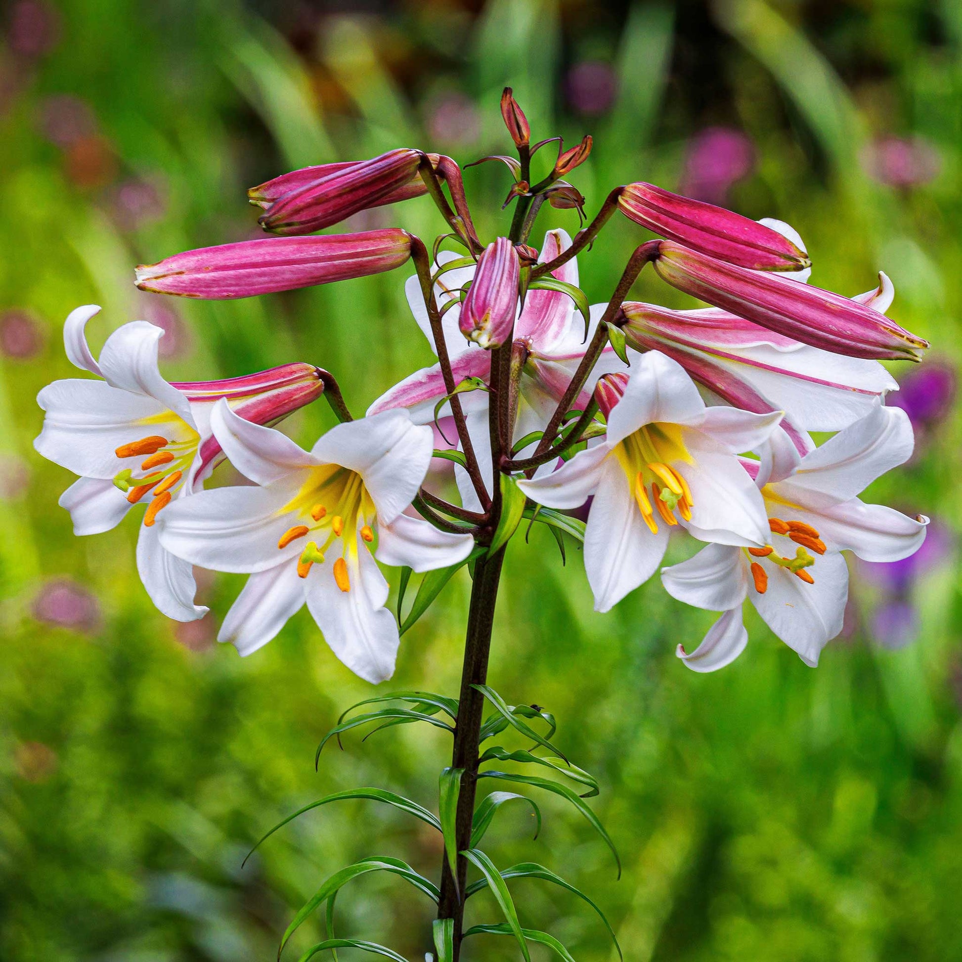 asiatic lilies bulbs Regale