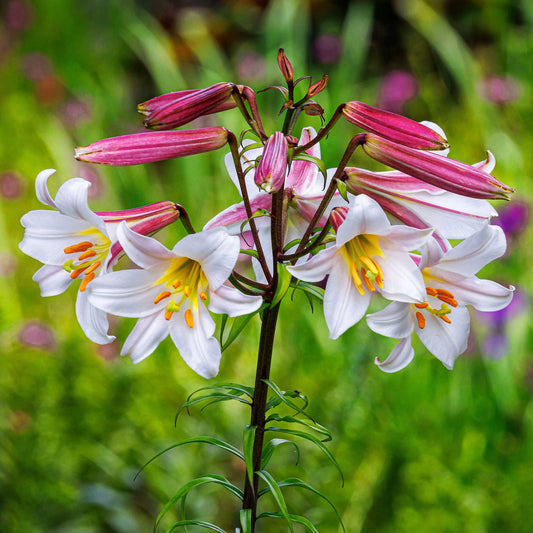 Regale - Lily Bulbs
