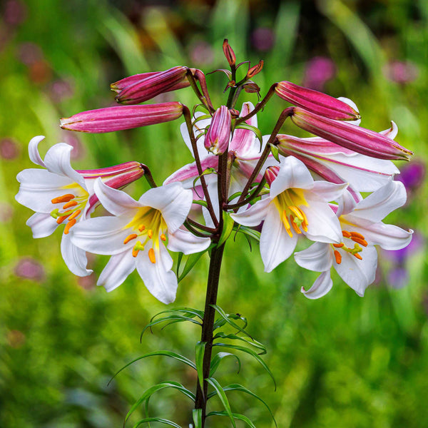 lily flower bulbs for sale Asiatic Lily Bulbs - Regale | Flower Bulbs