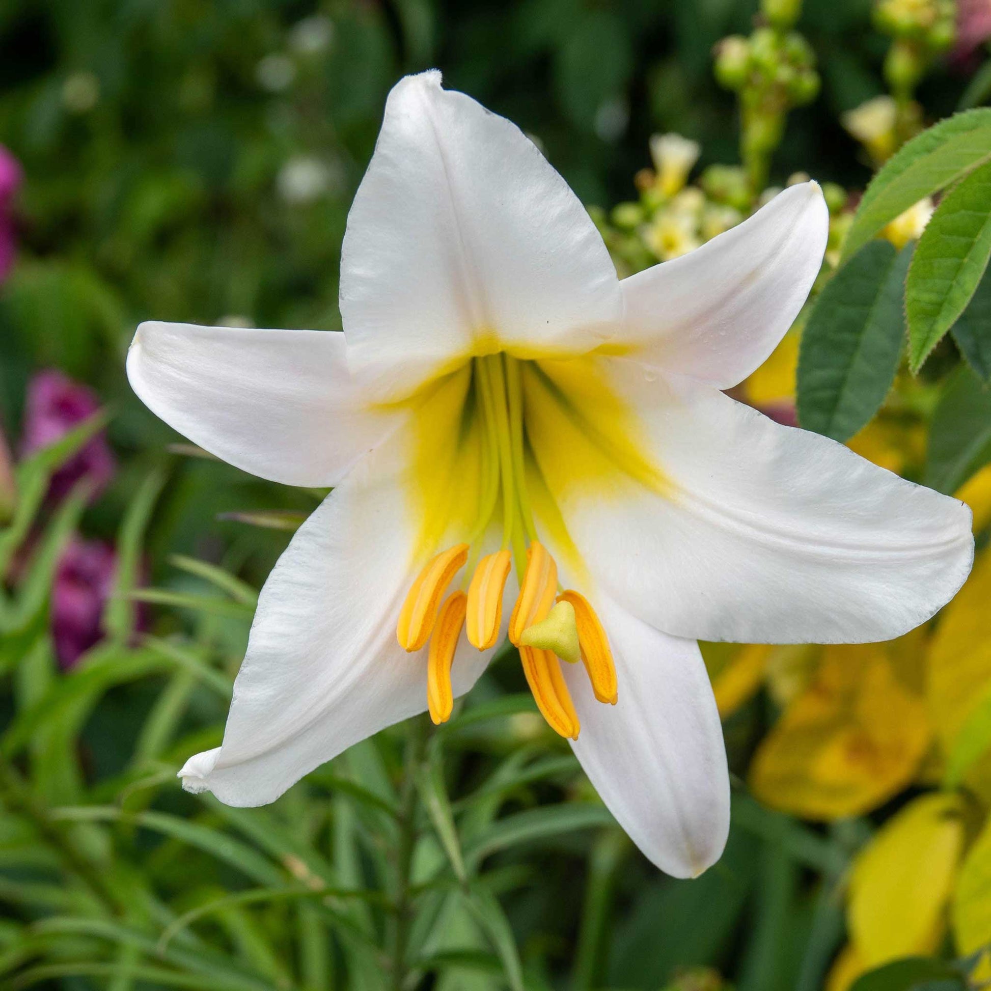 white asiatic lily bulbs Asiatic Lily Bulbs - Regale | Flower Bulbs