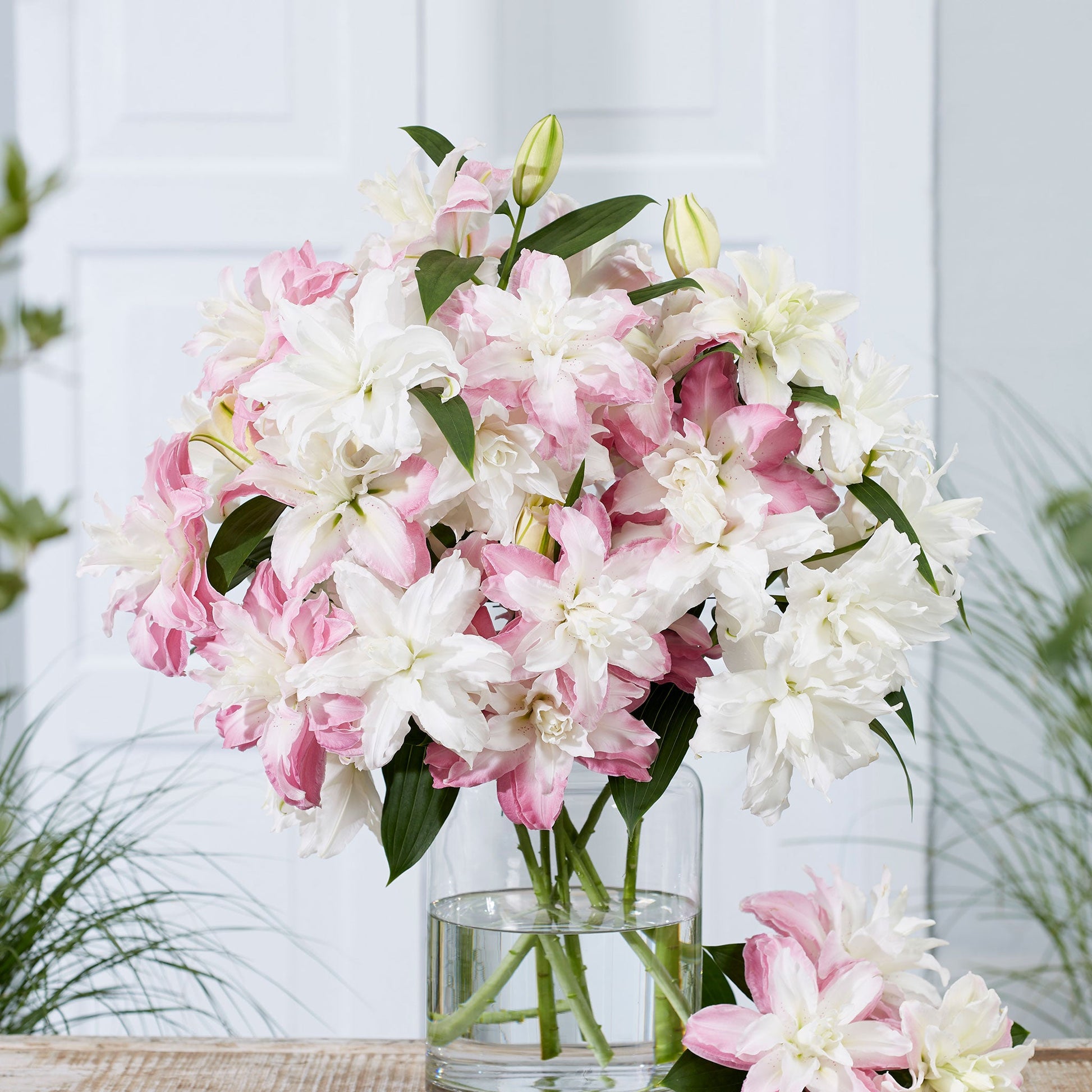 3226 lily flower Lily Bulbs - Double Romantic Mix | Flower Bulbs