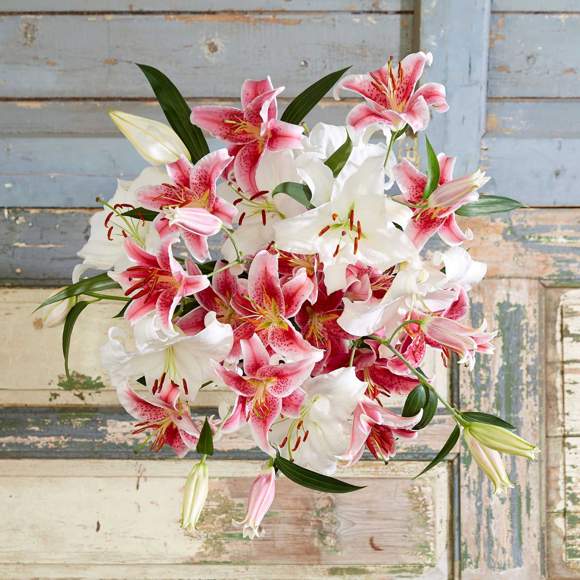 bulb lily flower Stargazer & Casablanca Mix