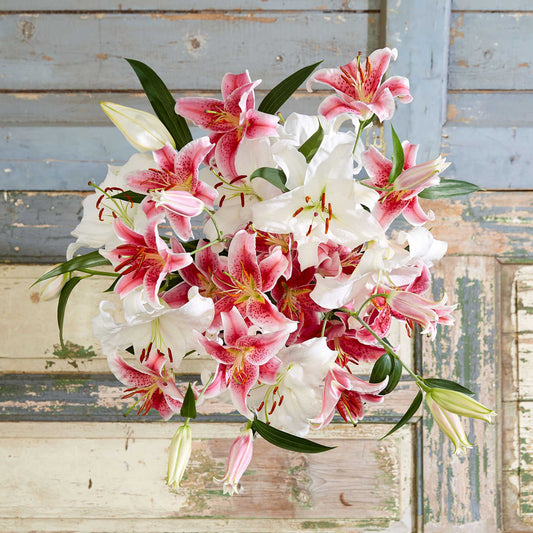 Stargazer & Casablanca Mix - Lily Bulbs (Oriental)