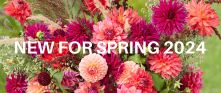 collections spring-bulbs-new banner