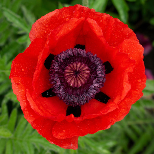 Beauty of Livermere - Papaver Orientale Roots