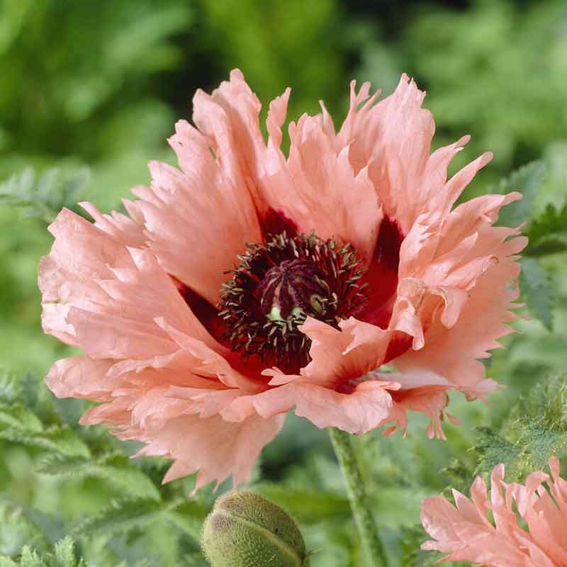 Forncett Summer - Papaver Orientale Roots