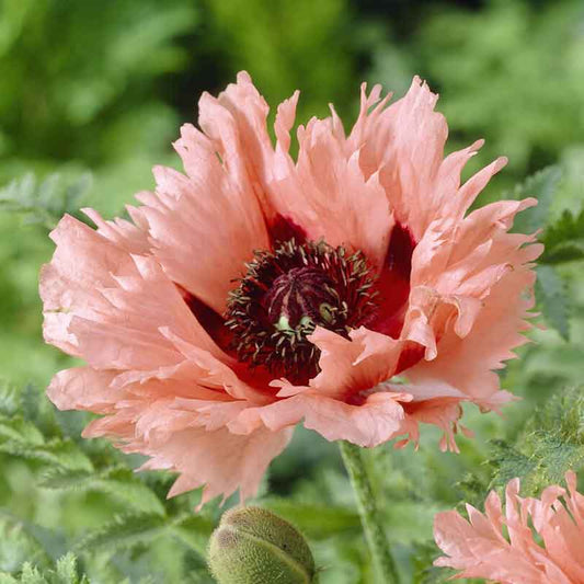 Forncett Summer - Papaver Orientale Roots