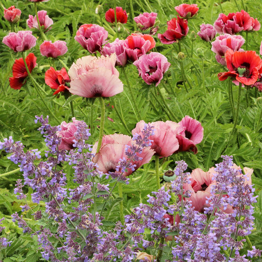 Fruit Punch Mix - Papaver Orientale Roots
