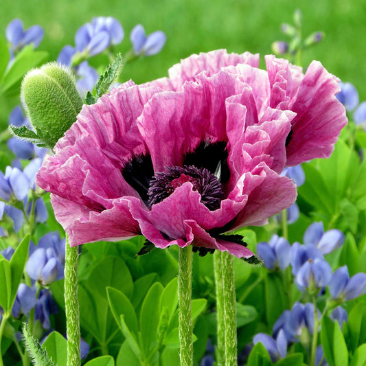 Patty's Plum - Papaver Orientale Roots