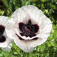 Royal Wedding - Papaver Orientale Roots