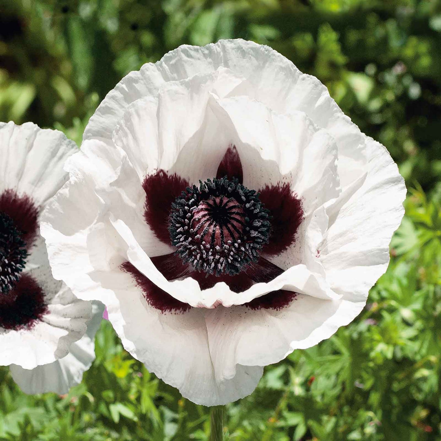 Royal Wedding - Papaver Orientale Roots
