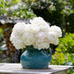 Bowl of Cream - Peony Bulbs