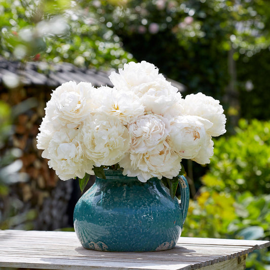 Bowl of Cream - Peony Bulbs