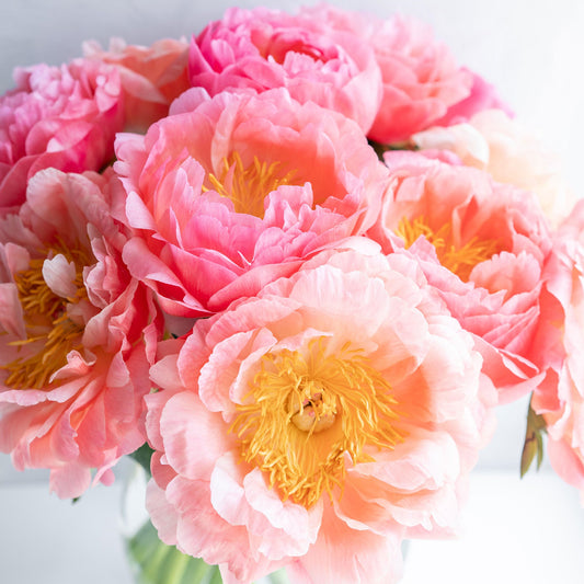 Bridal Bouquet - Peony Bulbs