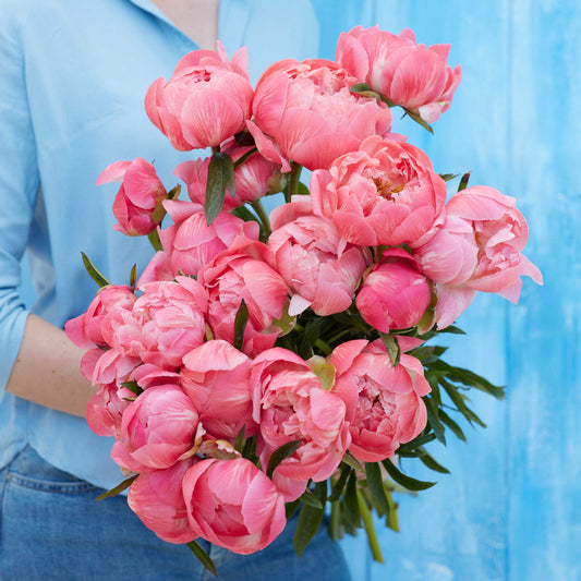 Coral Charm - Peony Bulbs