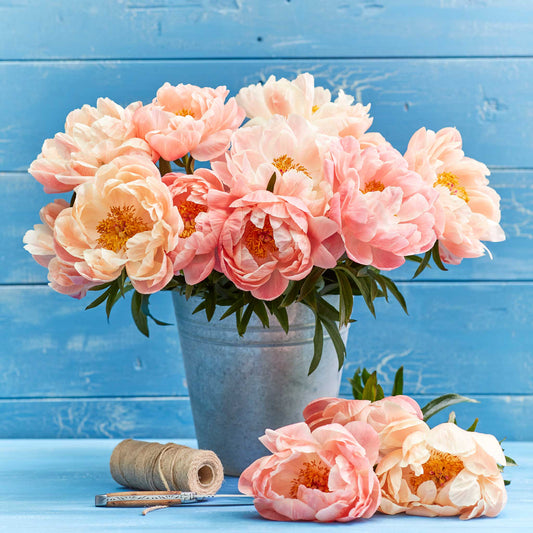 Coral Sunset - Peony Bulbs