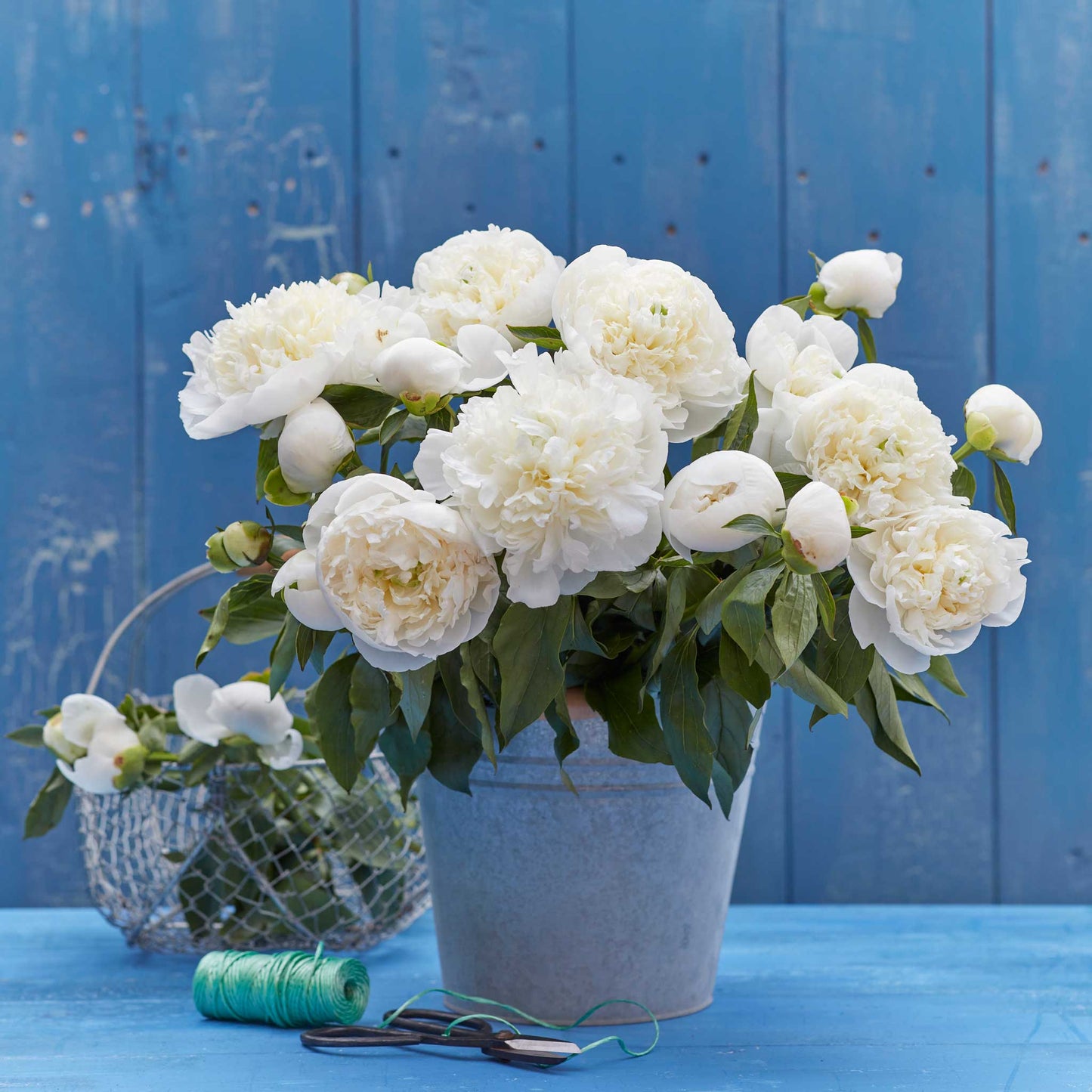Duchesse De Nemours - Peony Bulbs