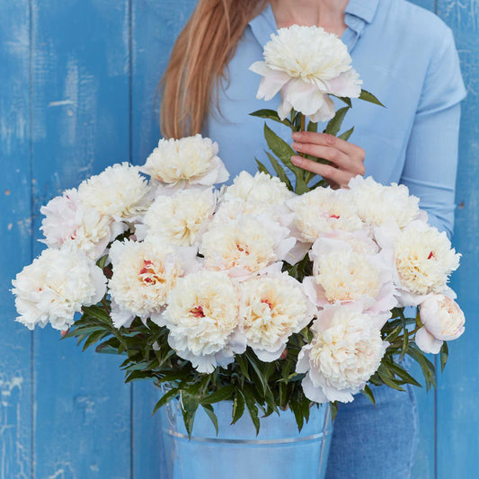 Jumbo Shirley Temple - Peony Bulbs