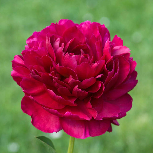 Old Faithful - Peony Roots