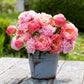 Pink Sunrise Mix - Peony Bulbs