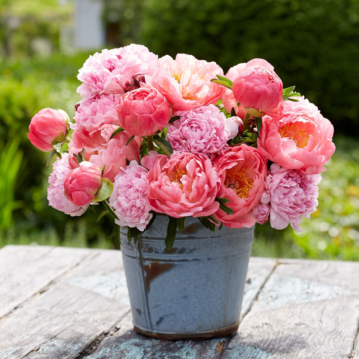Pink Sunrise Mix - Peony Bulbs
