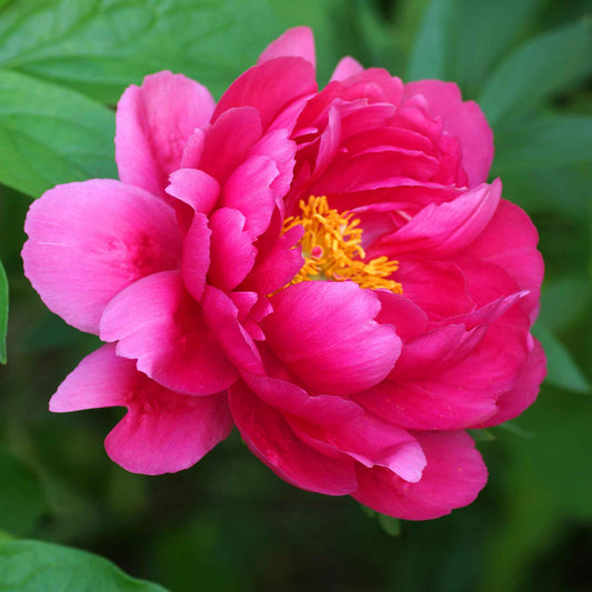 Raspberry Charm - Peony Roots