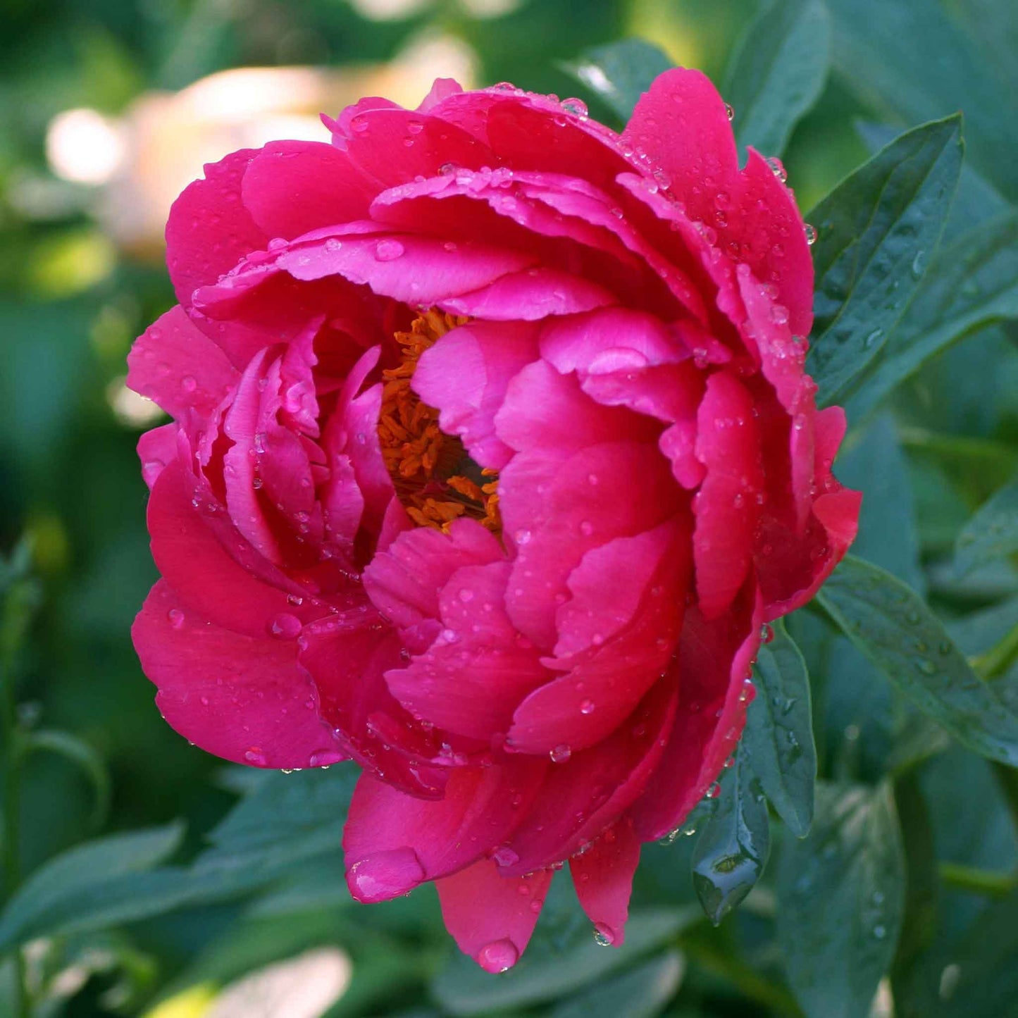 Raspberry Charm - Peony Roots
