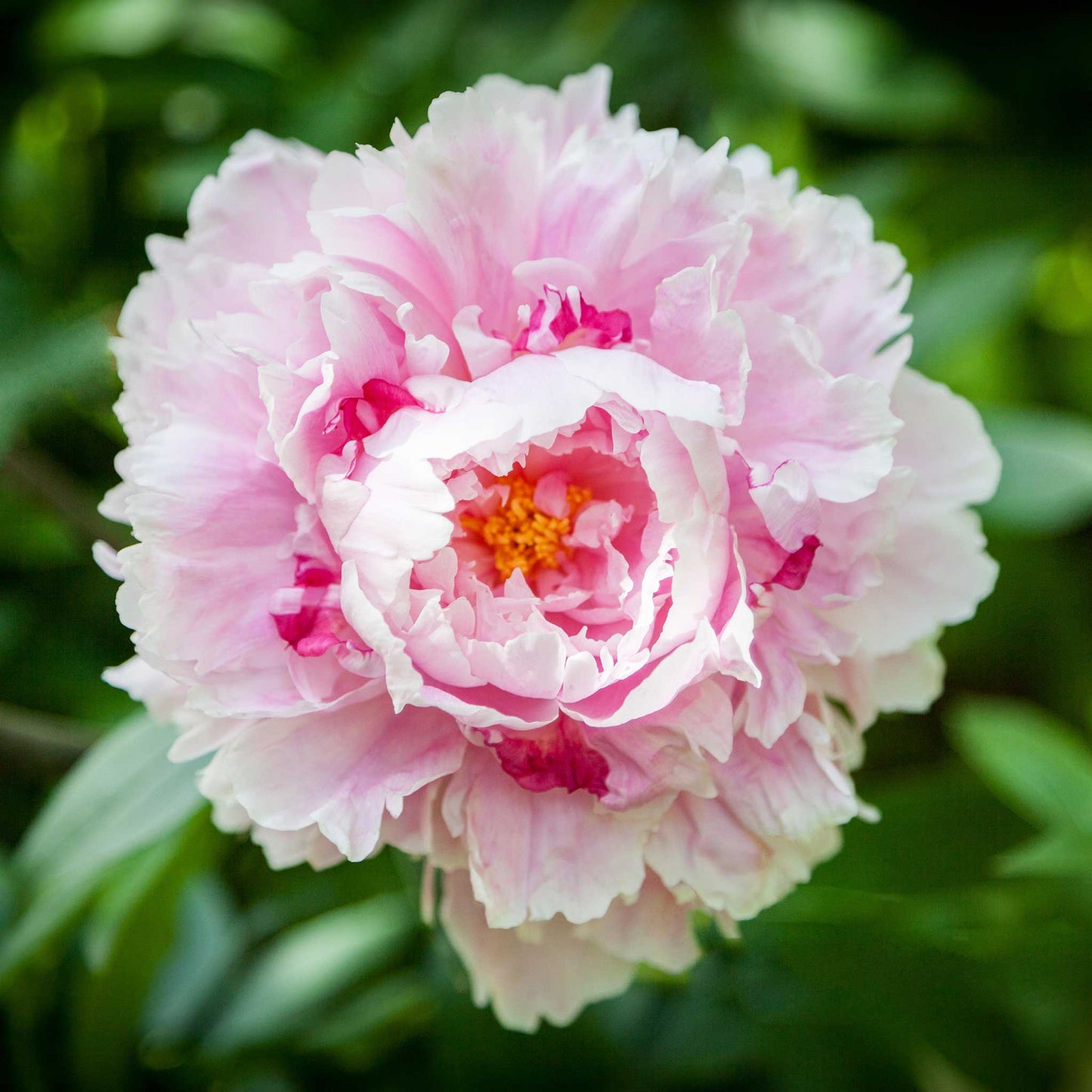 Sarah Bernhardt - Peony Roots