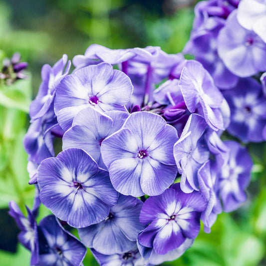 Blue Paradise - Phlox Roots