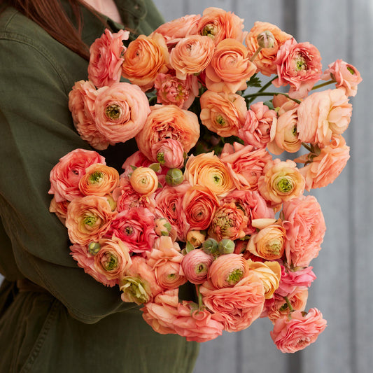 Amandine Salmon - Ranunculus Bulbs