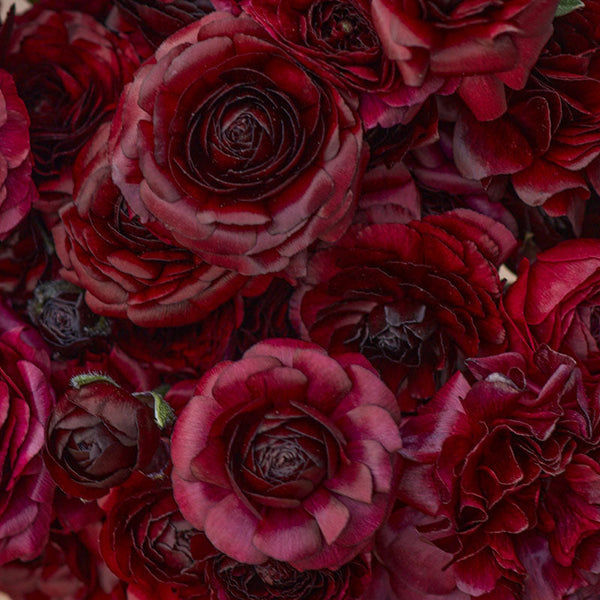 ブラック Ranunculus様 ranunculus-black-rit-2_grande.