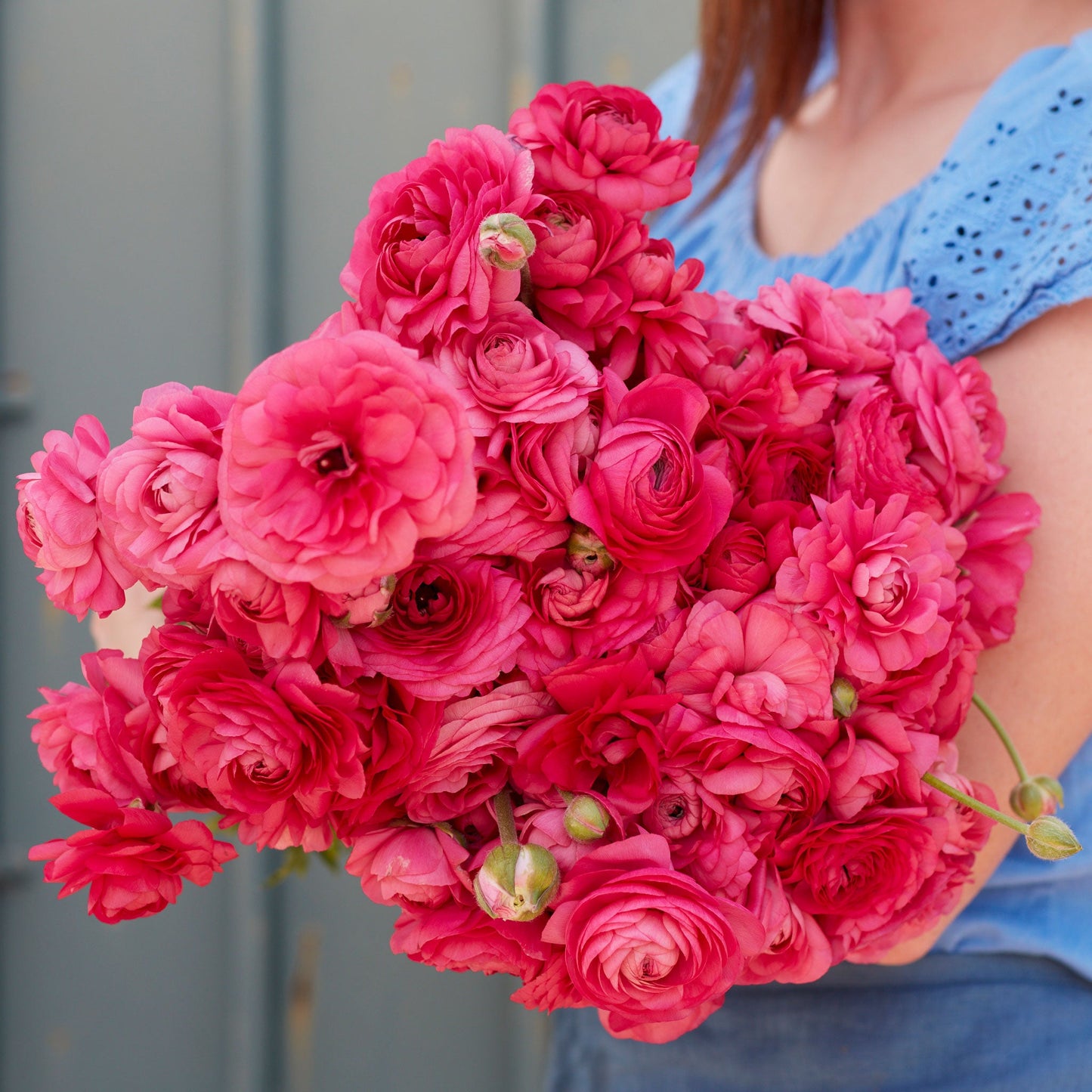 Bonbon - Ranunculus Bulbs