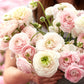 Chamallow - Ranunculus Bulbs
