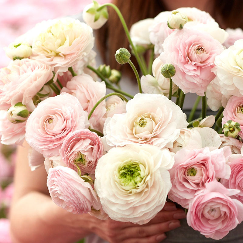Chamallow - Ranunculus Bulbs