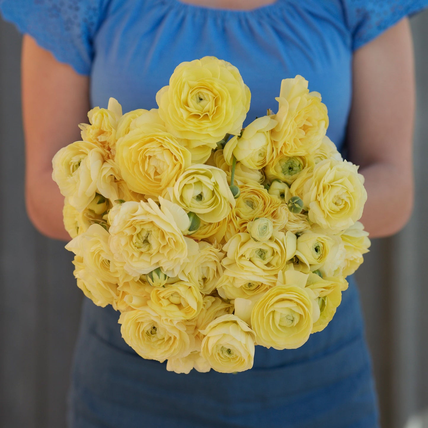 Cream - Ranunculus Bulbs
