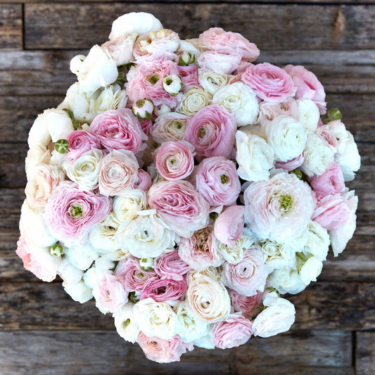 Eternal Bliss Mix - Ranunculus Bulbs