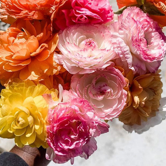 Happy Mix - Ranunculus Bulbs