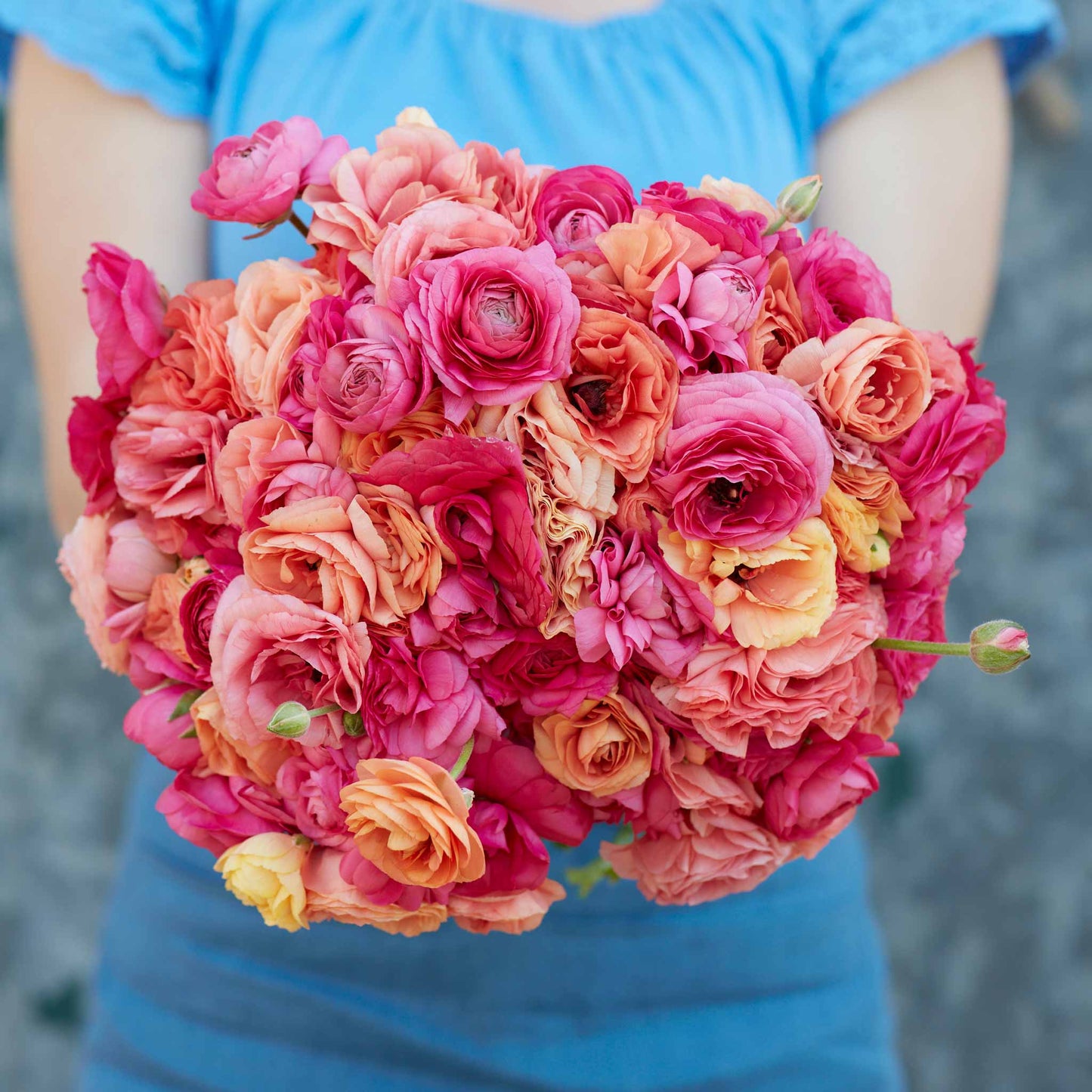 Lipstick Mix - Ranunculus Bulbs