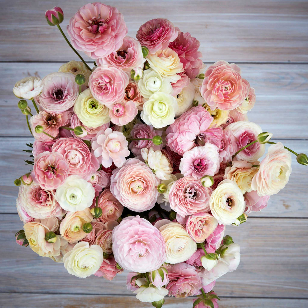Champagne Ranunculus Ranunculus Bulbs | Fresh Flower Bulbs | Flower Bulb Farm