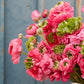 Super Green Rose - Ranunculus Bulbs