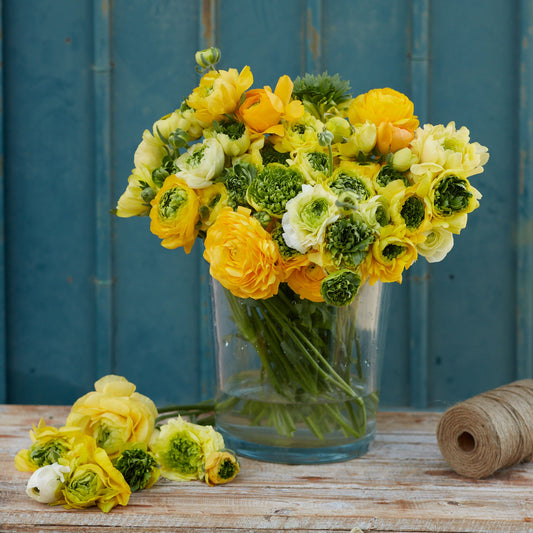 Super Green Yellow - Ranunculus Bulbs