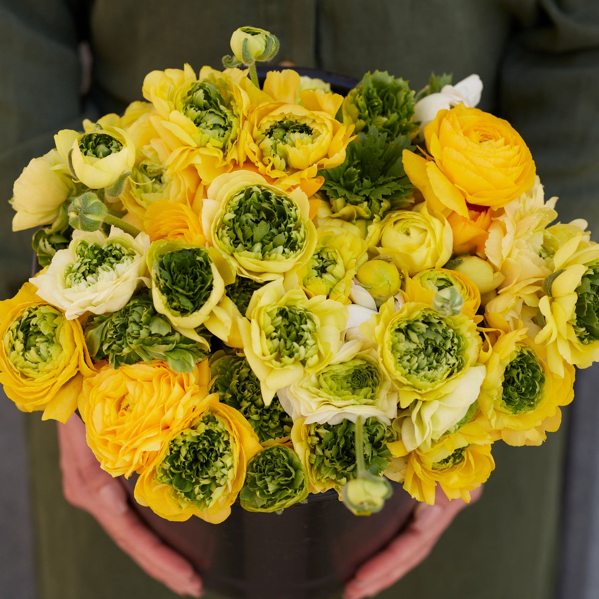 Yellow Ranunculus Bud Super Green Yellow - Ranunculus Bulbs – Flower Bulb Farm