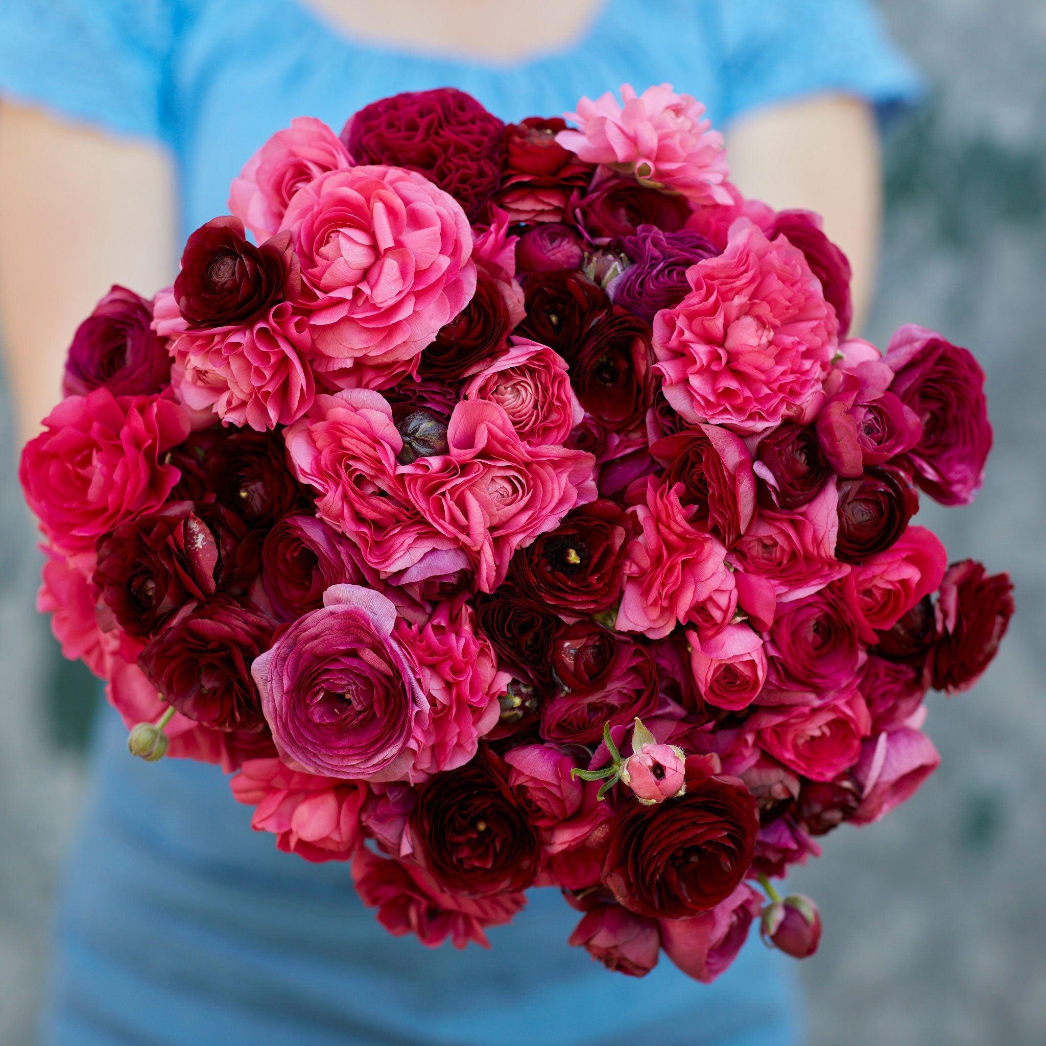 Flower Rit Ranunculus Bulbs - Vineyeard Mix | Flower Bulbs | Flower Bulb Farm