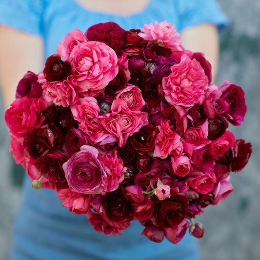 Vineyard Mix - Ranunculus Bulbs