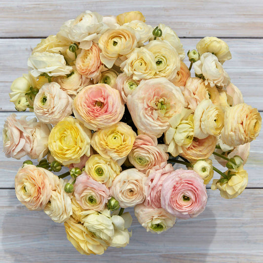 Wedding Pastel - Ranunculus Bulbs
