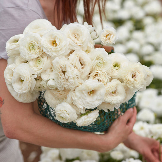 White - Ranunculus Bulbs