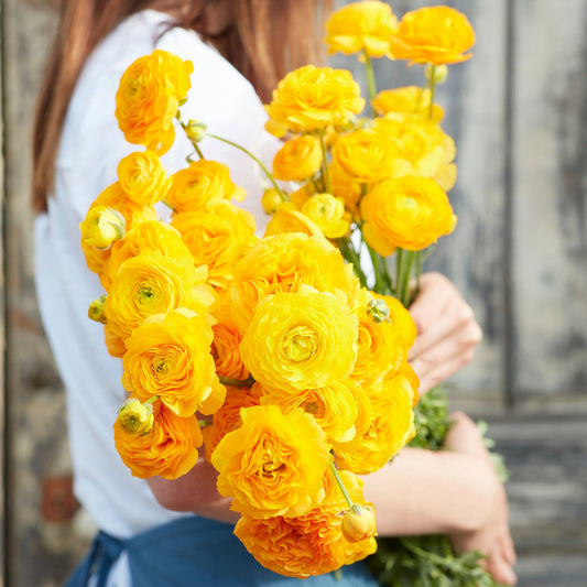 Yellow - Ranunculus Bulbs