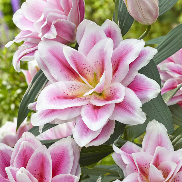 noela imakon lily flower Mikaela - Roselily Bulbs | Flower Bulbs