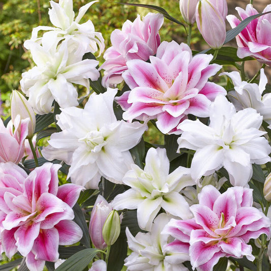 Pink & White Mix - Roselily Bulbs