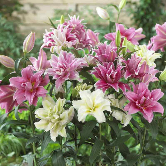 Pollen Free Mix - Roselily Bulbs
